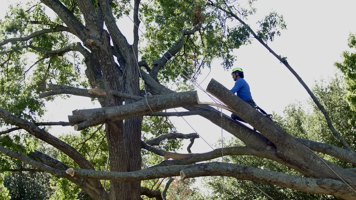 Professional Crown Thinning performed by certified arborists in Edgerton